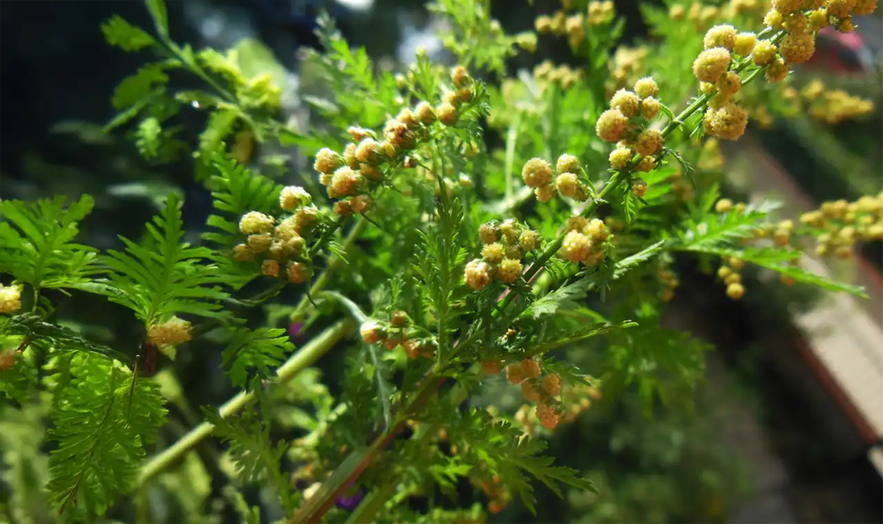 Slatki pelin (lat. Artemisia annua)
